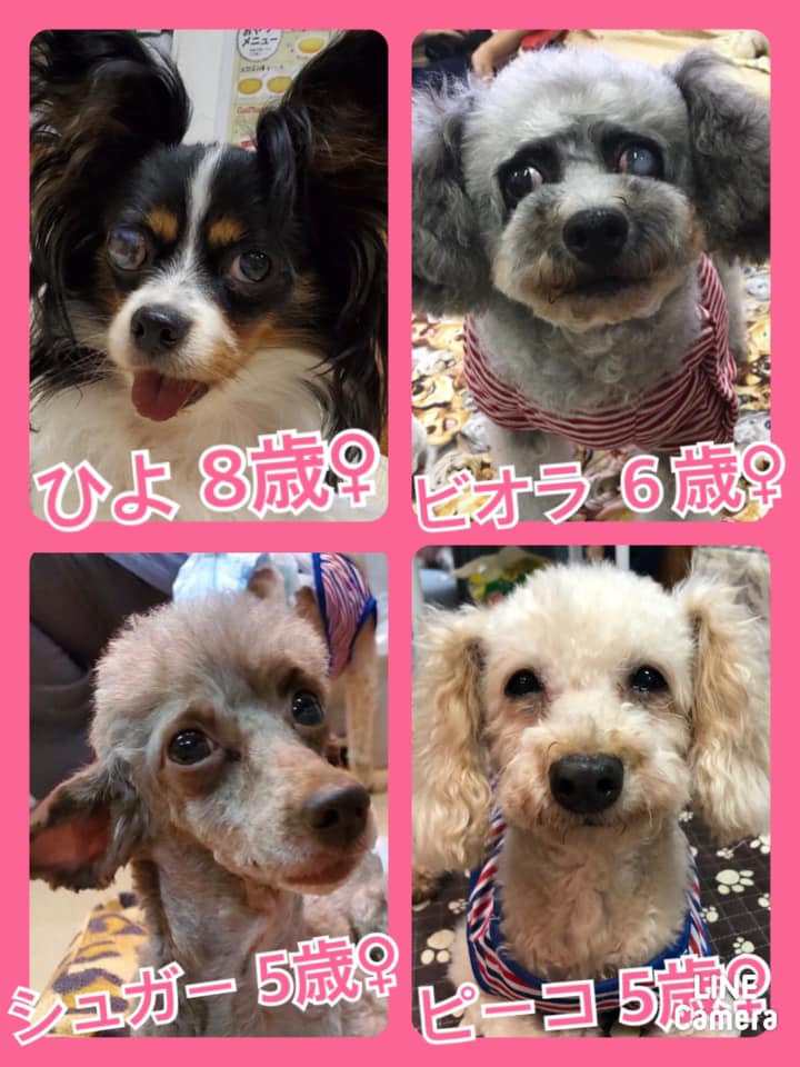 🐾今日の里親様募集中ワンコ🐶メンバーです🐾2020,9,8